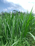 Bibit Rumput